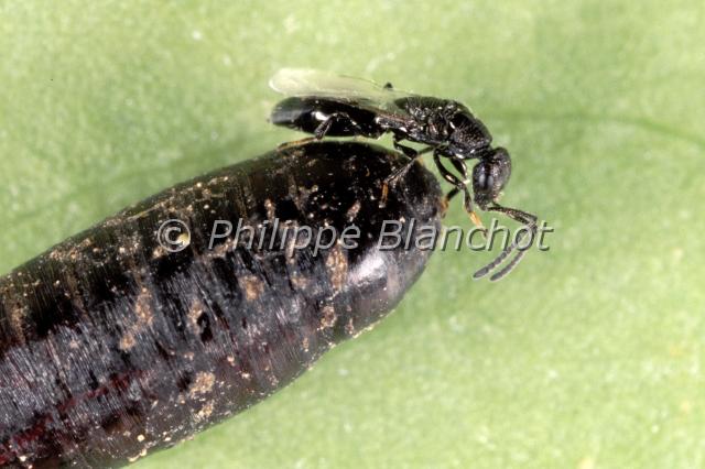 spalangia cameroni.JPG - Spalangia cameroni sur une pupe de mouche domestiqueHymenoptera, PteromalidaeFrance